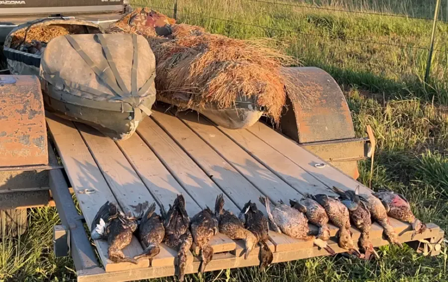A trailer with teal on it and kayaks in the background after an early season teal hunt