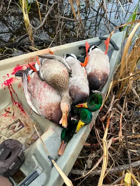 NuCanoe hunting kayak with mallard ducks after a successful hunt