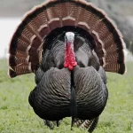 How to Hunt Turkeys in the Spring for Beginners